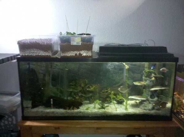 Aquaponic System